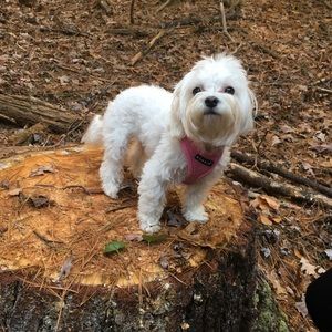 Meet your Posher, Ginair